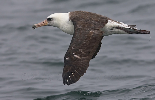 Laysan Albatross